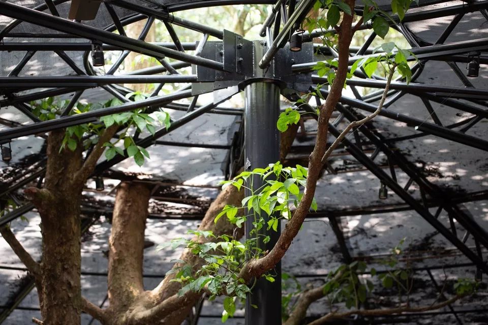 苗栗香格里拉乐园自然教室 | 岩石与银网的生态奇观-62