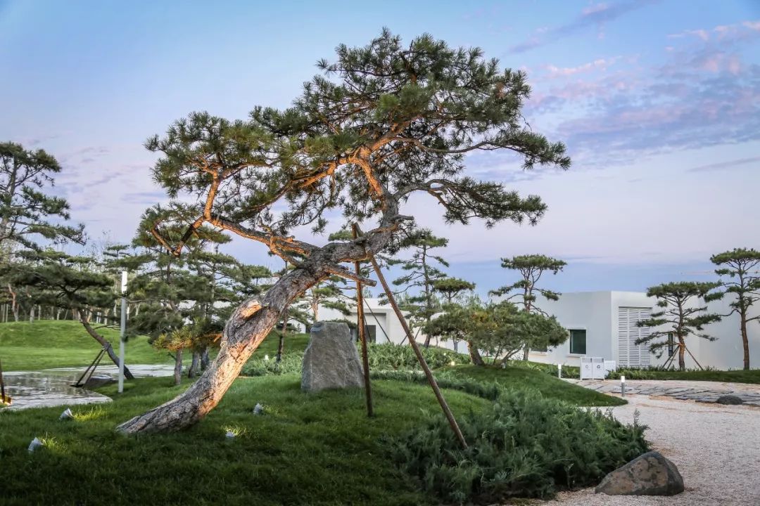 山海关金禧展示区 | 古松奇石，绘就历史画卷-31