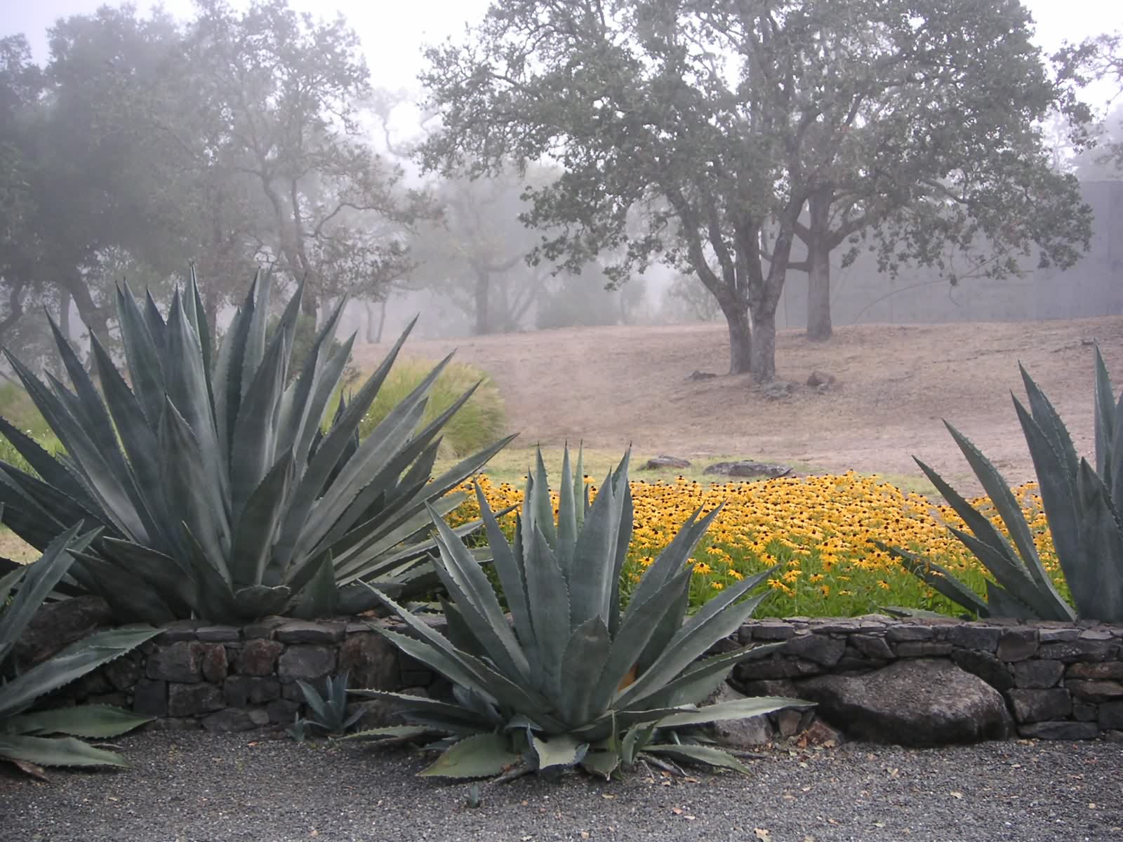 奥利弗牧场景观丨美国加利福尼亚丨不详-7