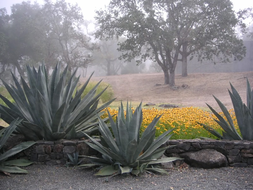 奥利弗牧场景观丨美国加利福尼亚丨不详-7