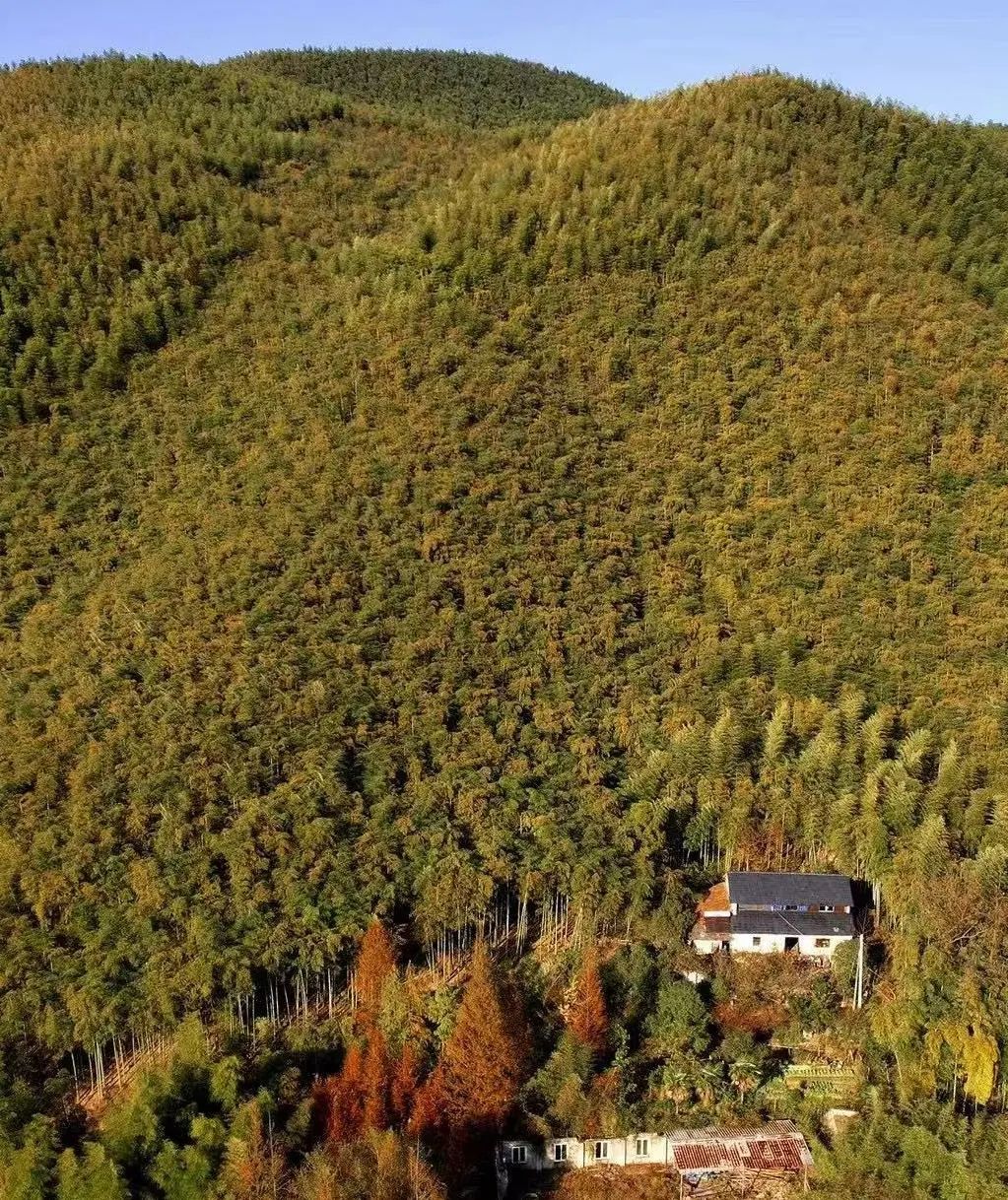 丁鹏文：莫干山的天外来物-荒序民宿丨中国湖州丨尔我空间设计研究室-1