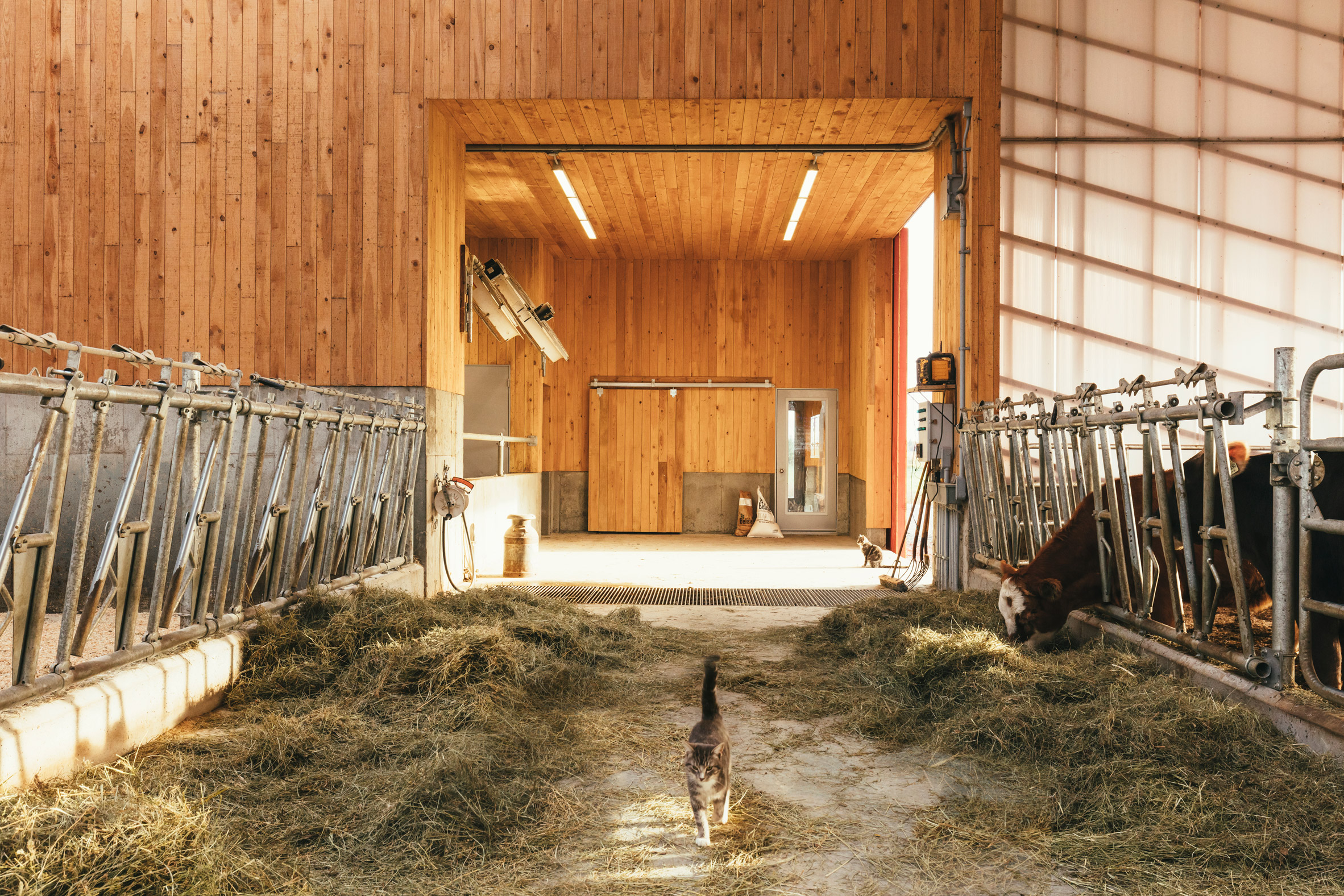 农舍新视野 | Quebec 有机奶牛场透明谷仓营造舒适生活-28