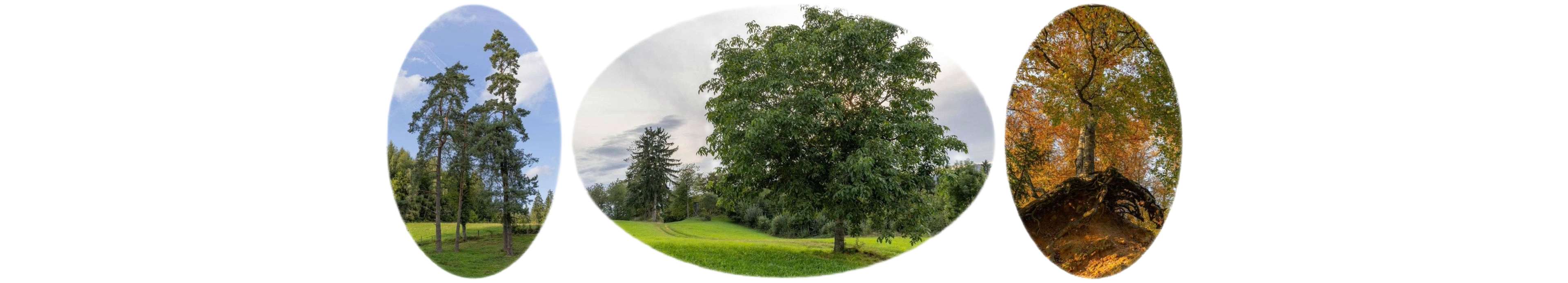 世界上的树木丨Sylvie D.-261