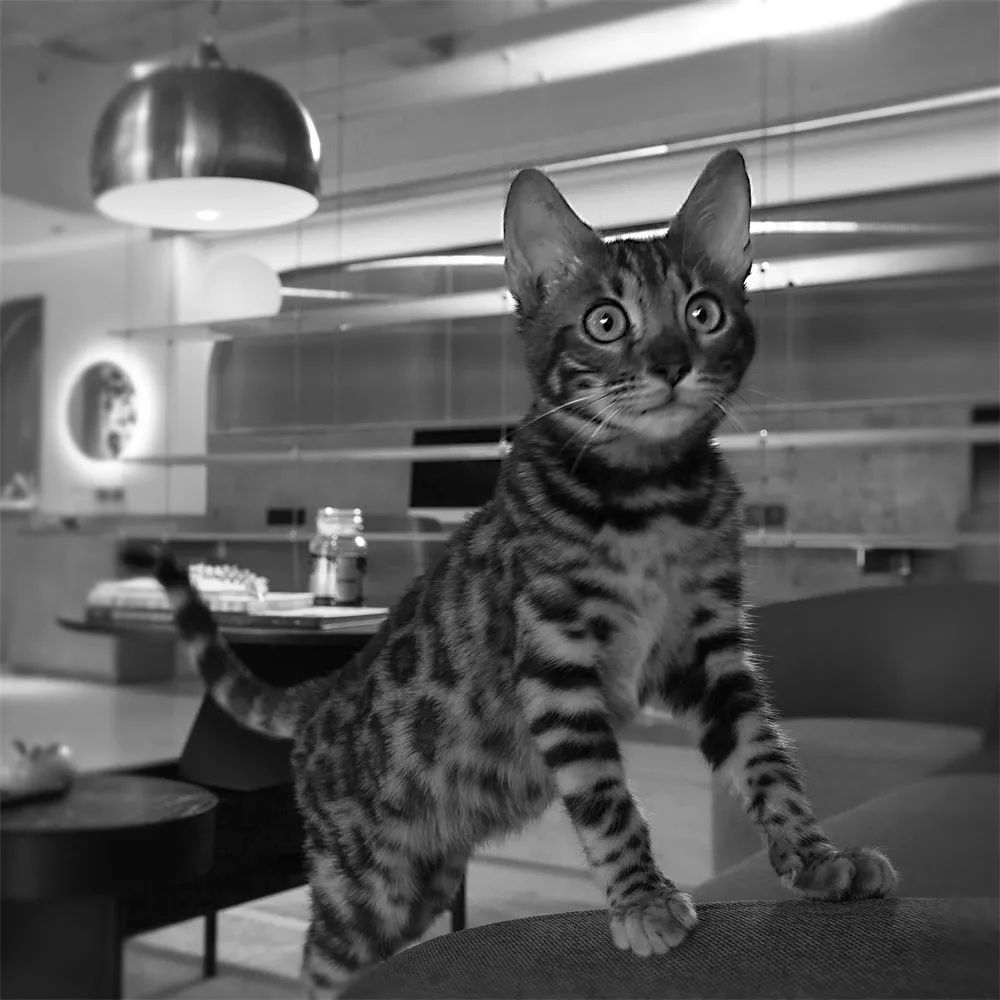 卧野空间设计事务所办公室——自由交流的弧形空间-81