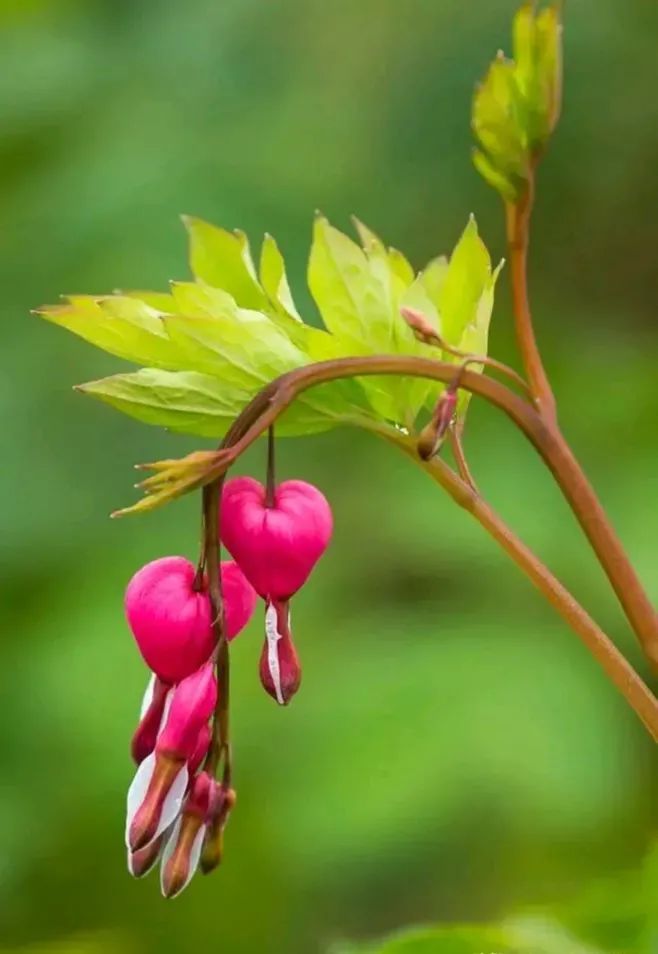 荷包牡丹 | 独特外形与丰富花语的观赏植物-13