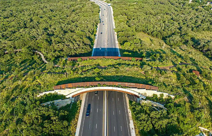 不止于人:连接文化与野生动物的跨桥丨美国丨STIMSON + Rialto Studio-4