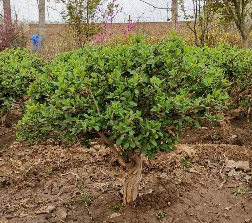 金银花园艺设计 | 品味清热解毒的良药之美-37