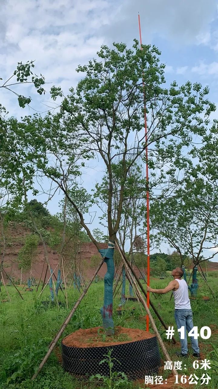 湖南衡阳 148 棵精品乌桕景观设计丨中国衡阳丨看见景观-161