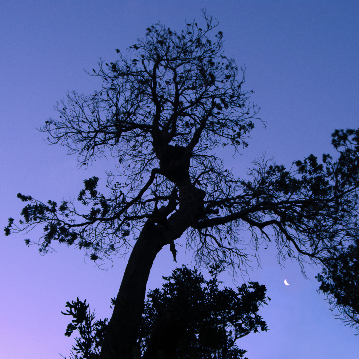 Blue Hour - Biripi Country-2