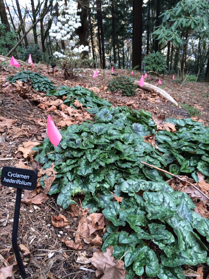 华盛顿公园喜马拉雅云林花园丨美国华盛顿-31