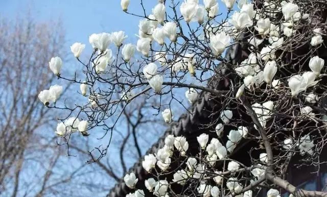 罗汉松 | 庭院中的守财吉祥树-134