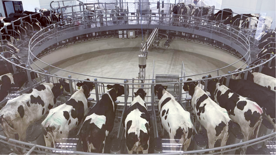 东南亚奶牛有了“中国造”新家！中建八局这个项目竣工交付-56