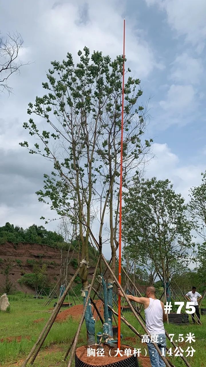 湖南衡阳 148 棵精品乌桕景观设计丨中国衡阳丨看见景观-88