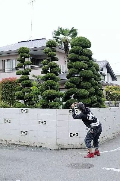 室内设计打造造型植物的独特魅力丨艺汉卿-10