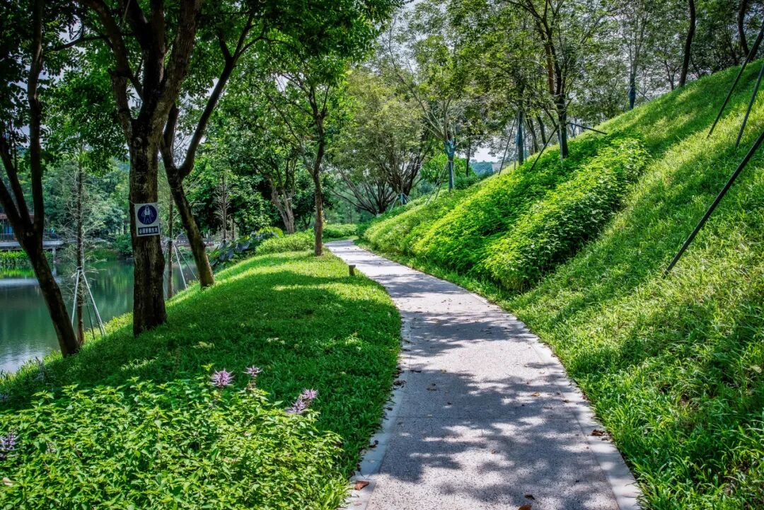 大运智慧公园之湖间|湖上一回首，青山卷白云-19