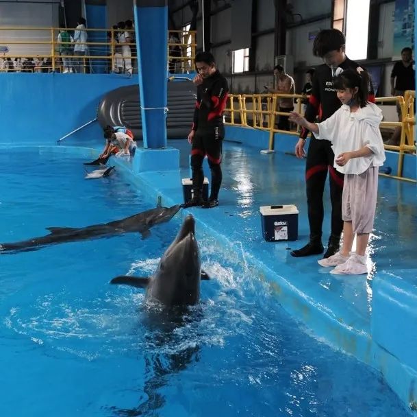 紫人家属抚仙湖海豚湾亲子游丨中国云南丨紫苹果装饰集团昆明分公司-19