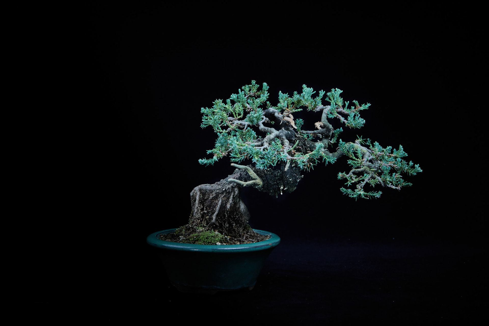 20~25公分小品盆栽-2