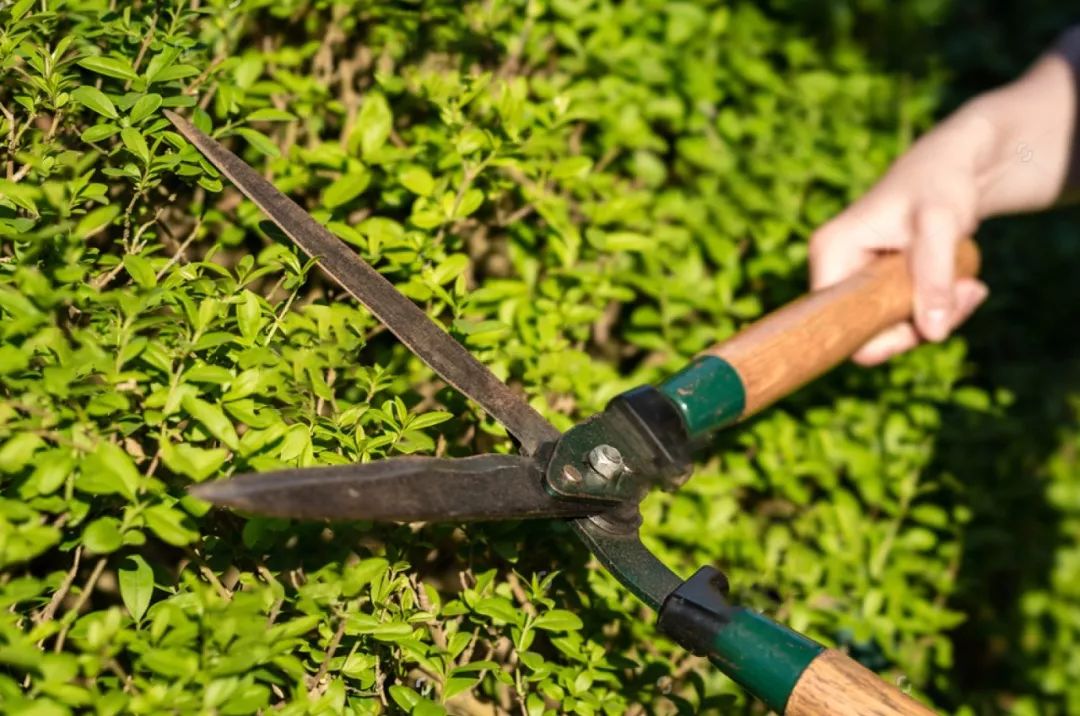 春日花园养护攻略-17