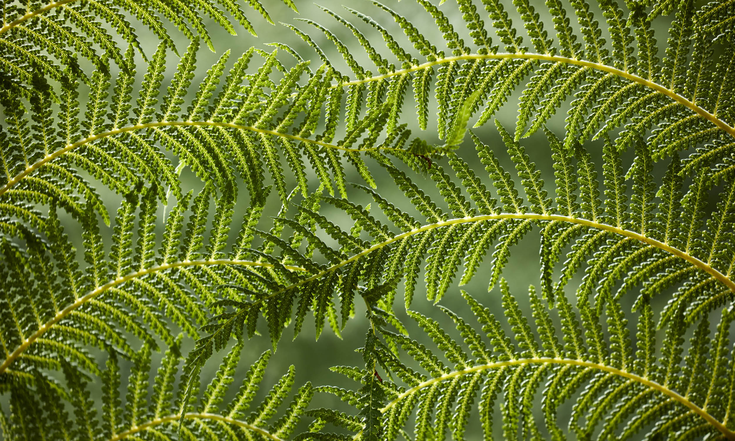 庭院花园,美在方寸之间丨英国丨Stefano Marinaz Landscape Arch-33
