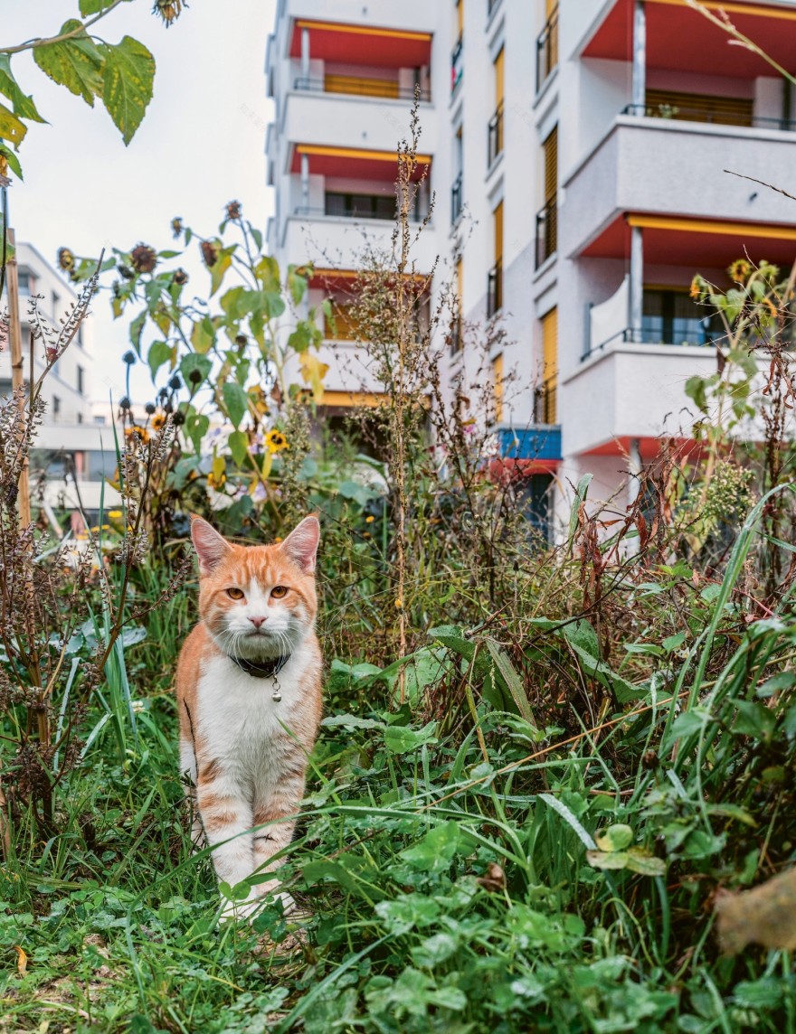 住宅项目“城市地块C”(Pièce urbaine C)丨瑞士洛桑丨Nicolas de Courten architectes(洛桑)-23