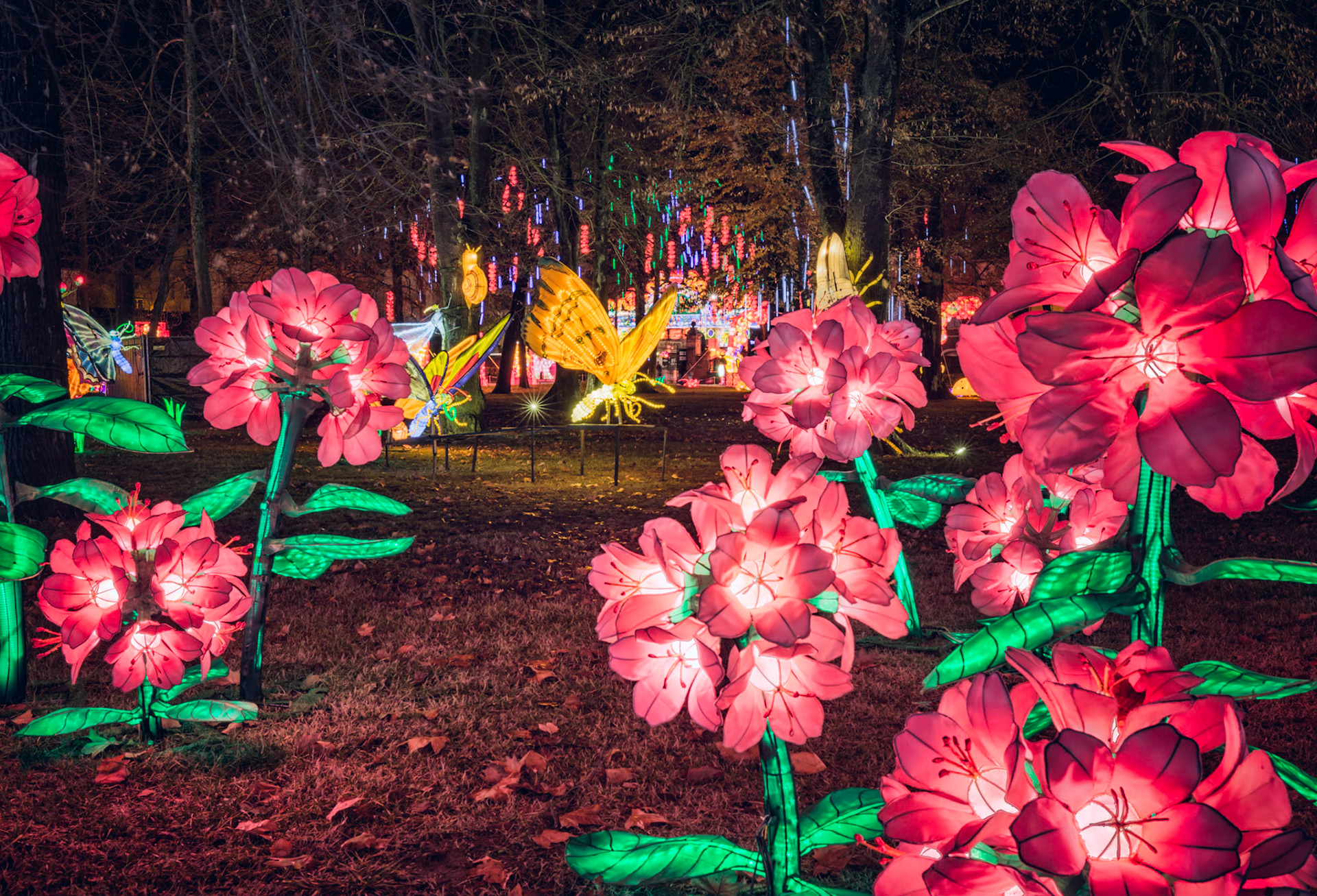 Festival Lanterne Gaillac 2017-29