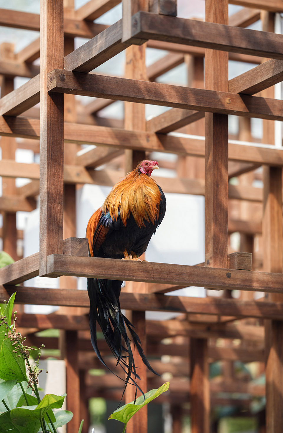 VAC城市生态模型，越南 / Farming Architects -54