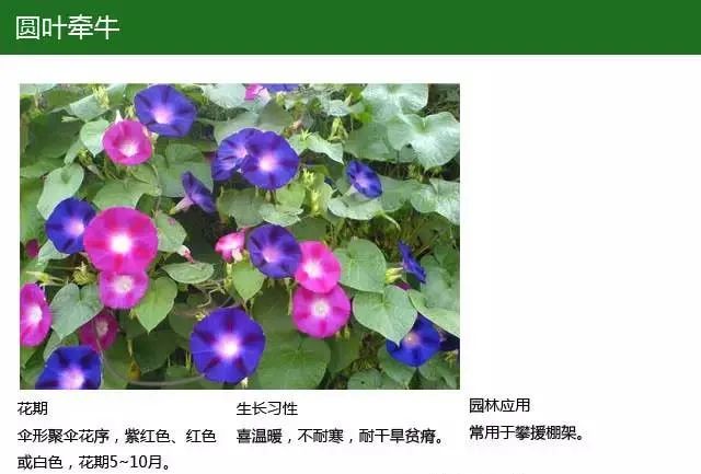全方位植物设计课程，实战训练，案例示范，作业一对一指导-57
