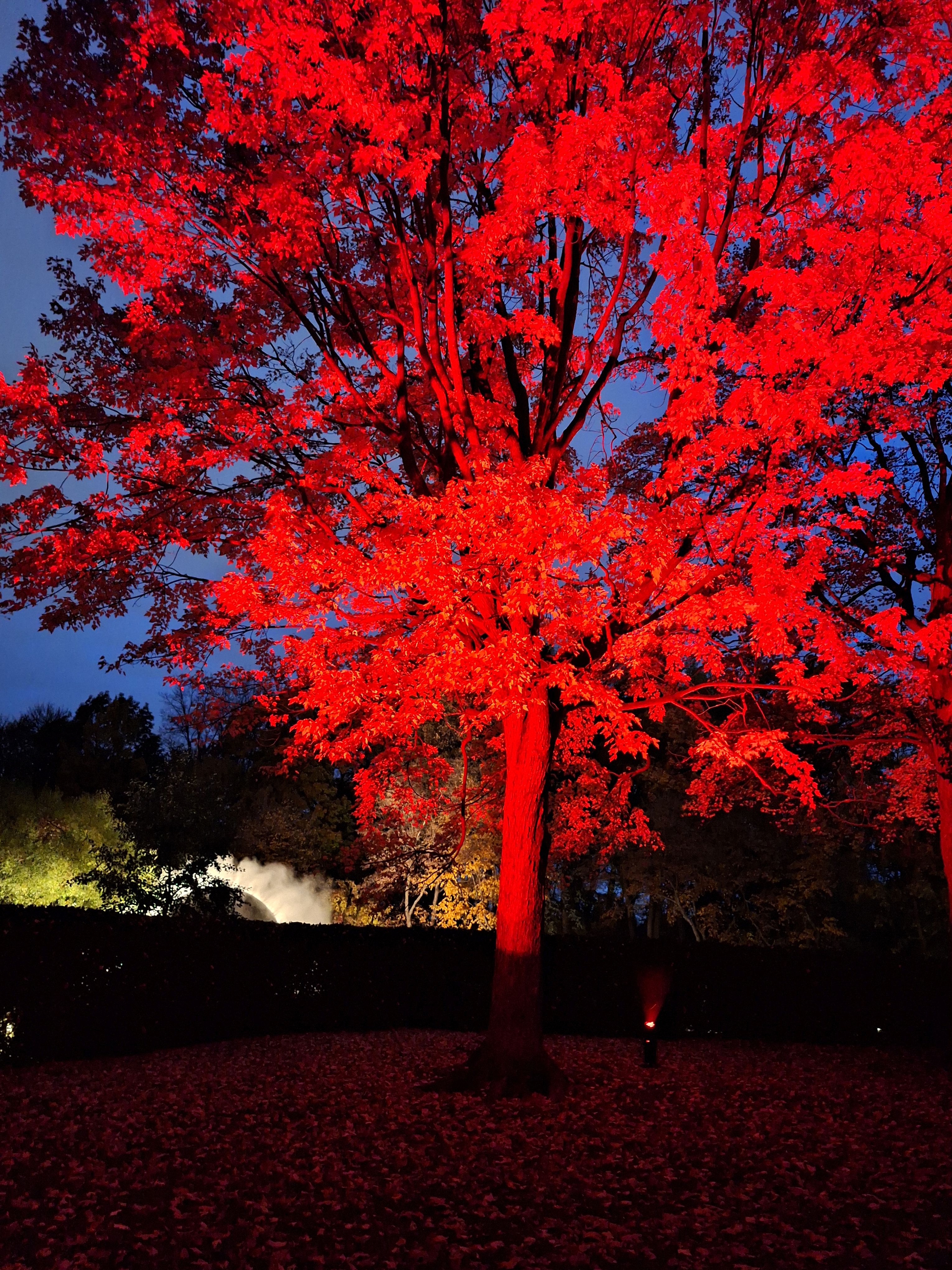 世界上的树木丨Sylvie D.-147