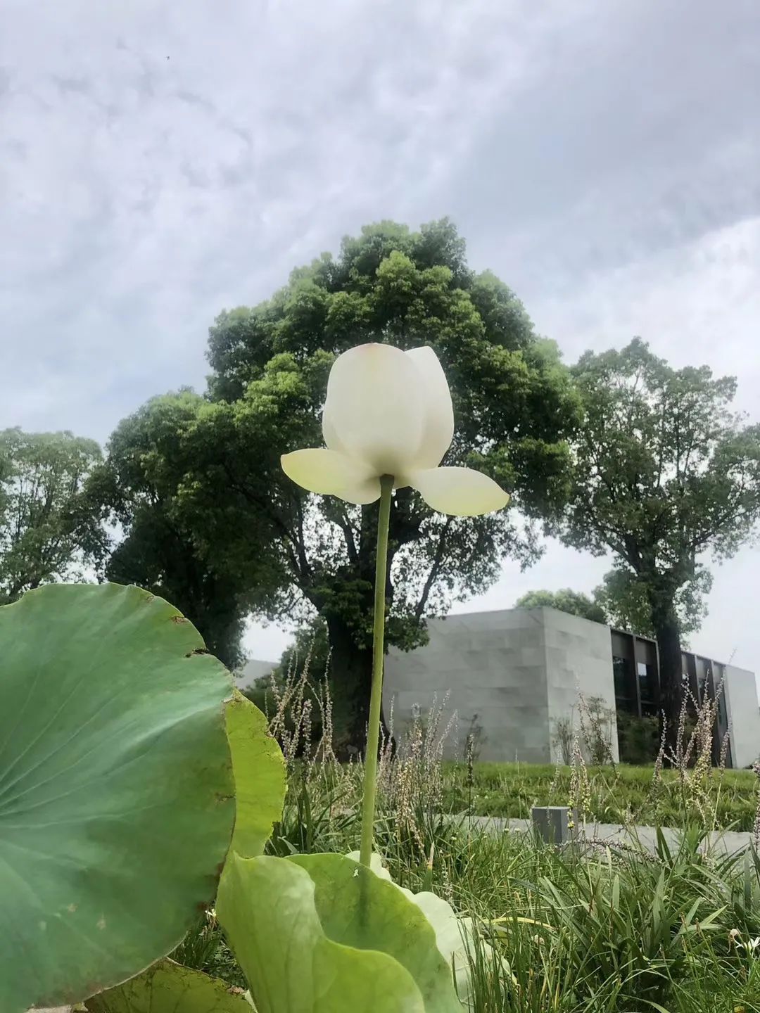 上海养云安缦社区-30