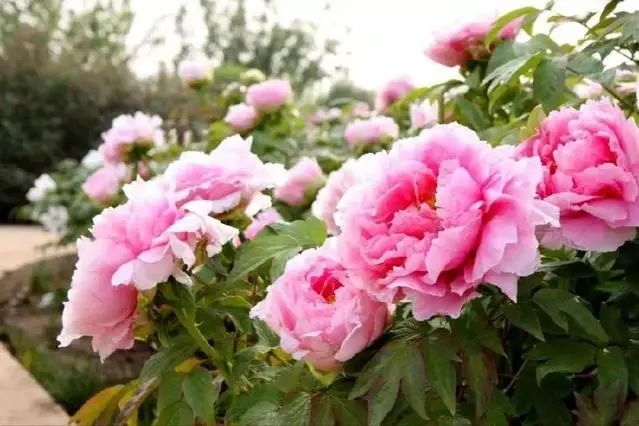 牡丹养护攻略 | 花园中的花中之王-43