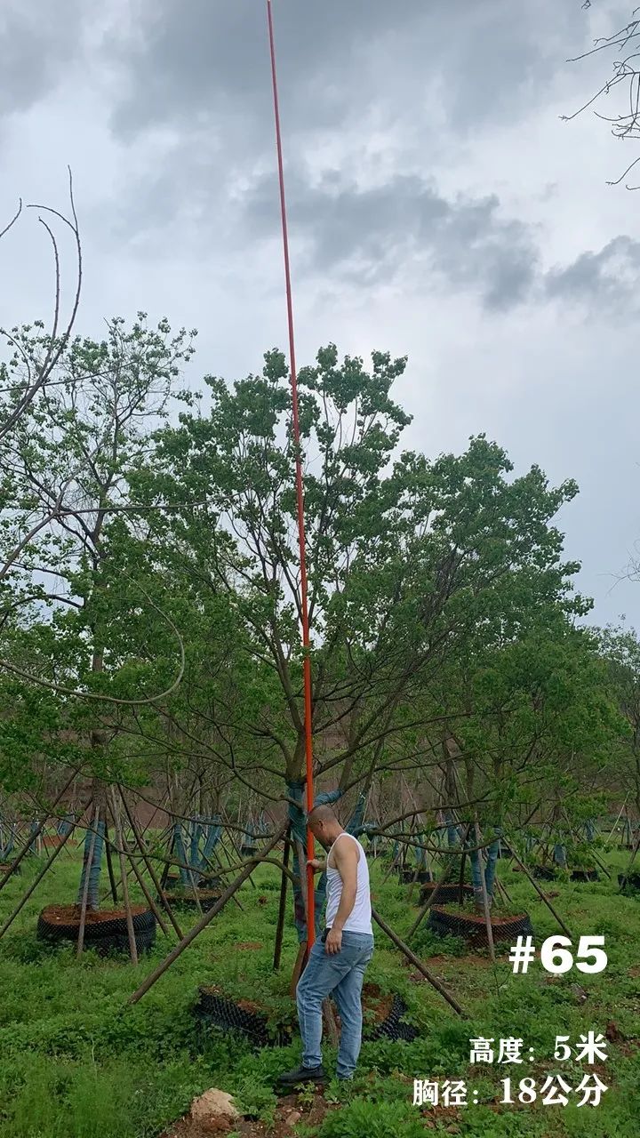 湖南衡阳 148 棵精品乌桕景观设计丨中国衡阳丨看见景观-78