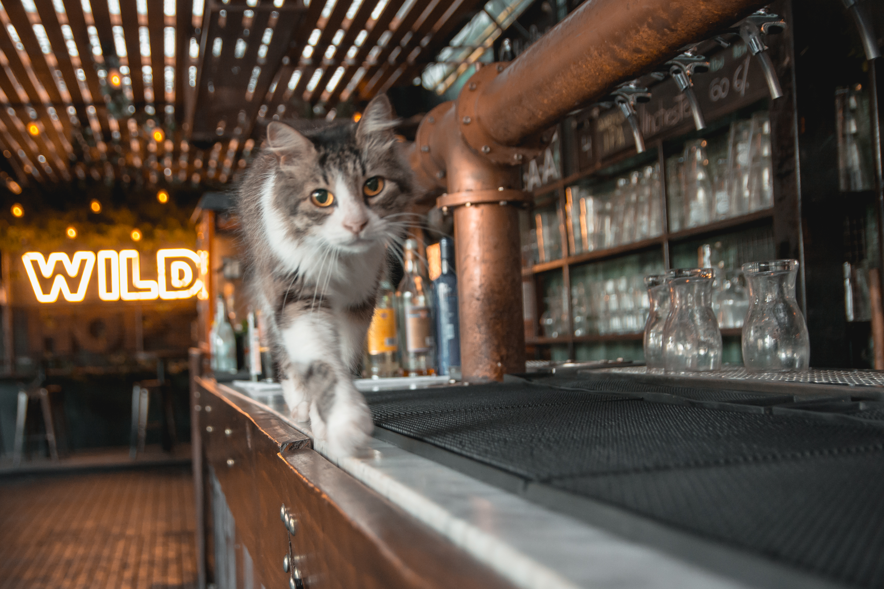 Wild Hops 啤酒品牌室内设计-73