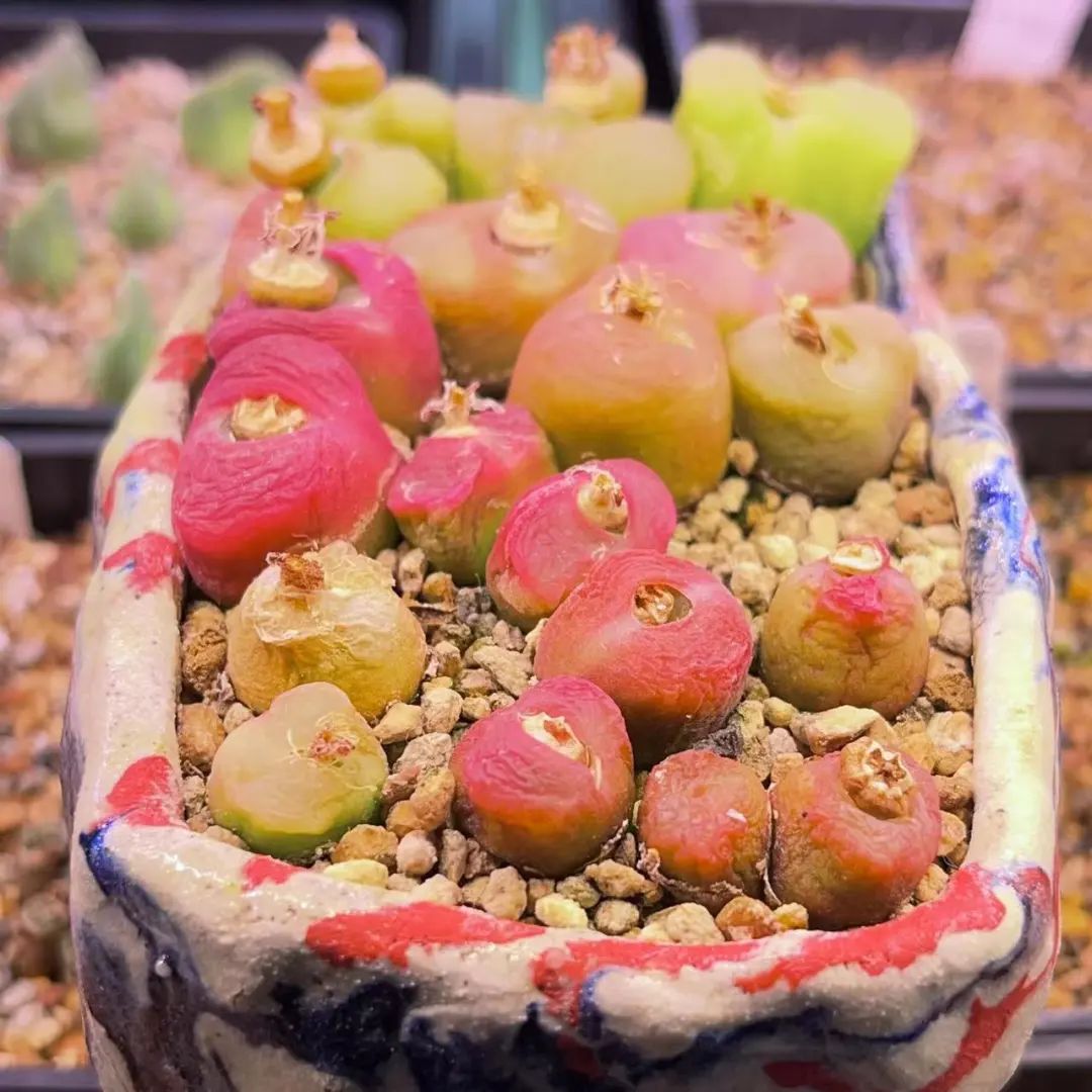 申城设计居家办公抗疫生活实录丨中国上海-127