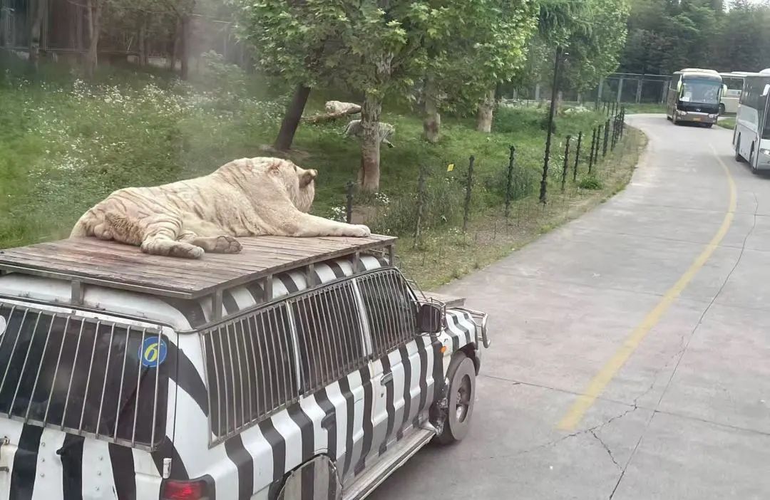 卓创学社丨19期：从铁笼到家园——当设计开始为动物“让渡”权力-19