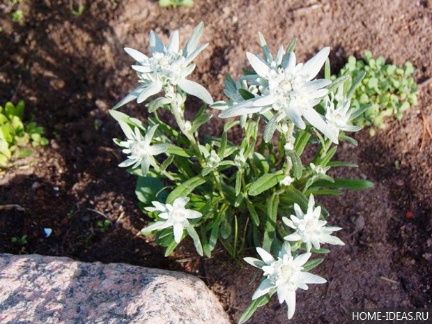 自制阿尔卑斯式假山（阿尔卑斯式花坛）-66