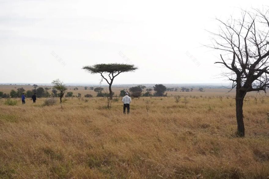 非洲考察1|初抵塞伦盖蒂-63