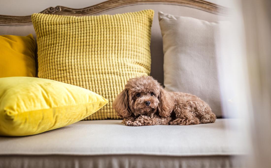 合肥迷屋设计丨公寓丨北京两居室,四白到顶,其他全靠软装!-19