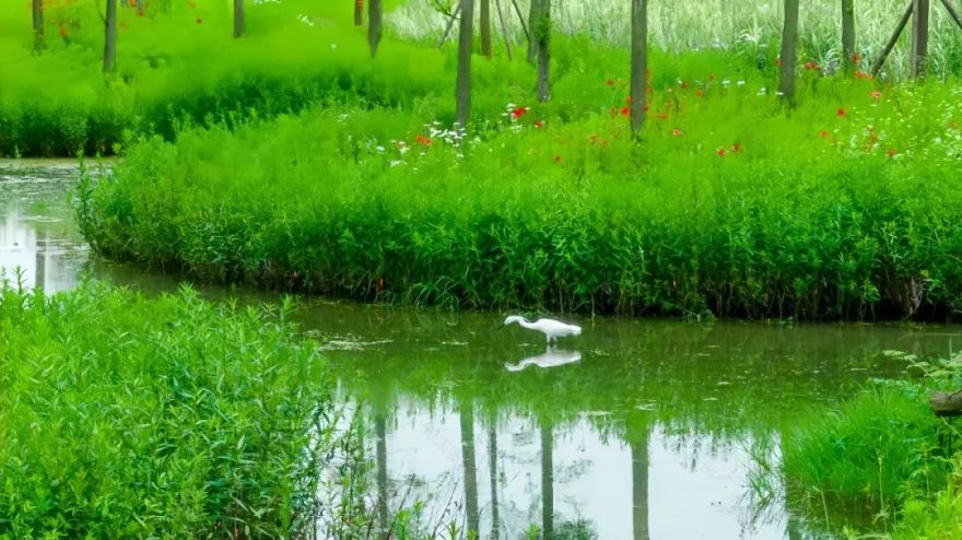 长沙人,周末+1!大泽湖近自然湿地公园惊艳亮相-45