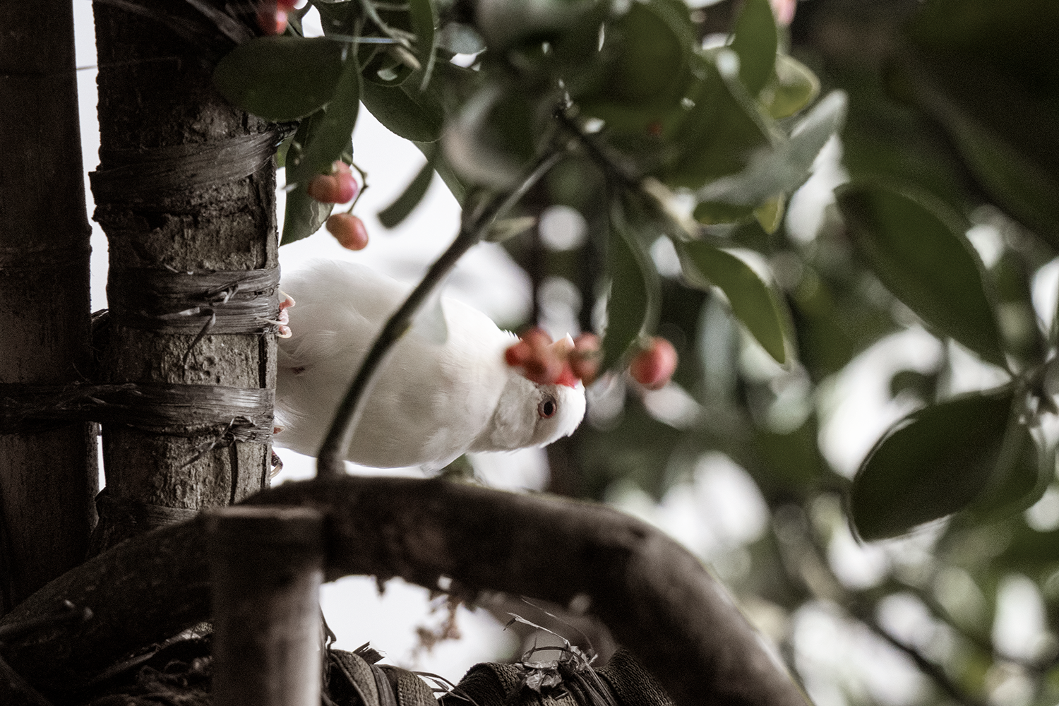 素丘園丨中国四川丨PONE普利策-13