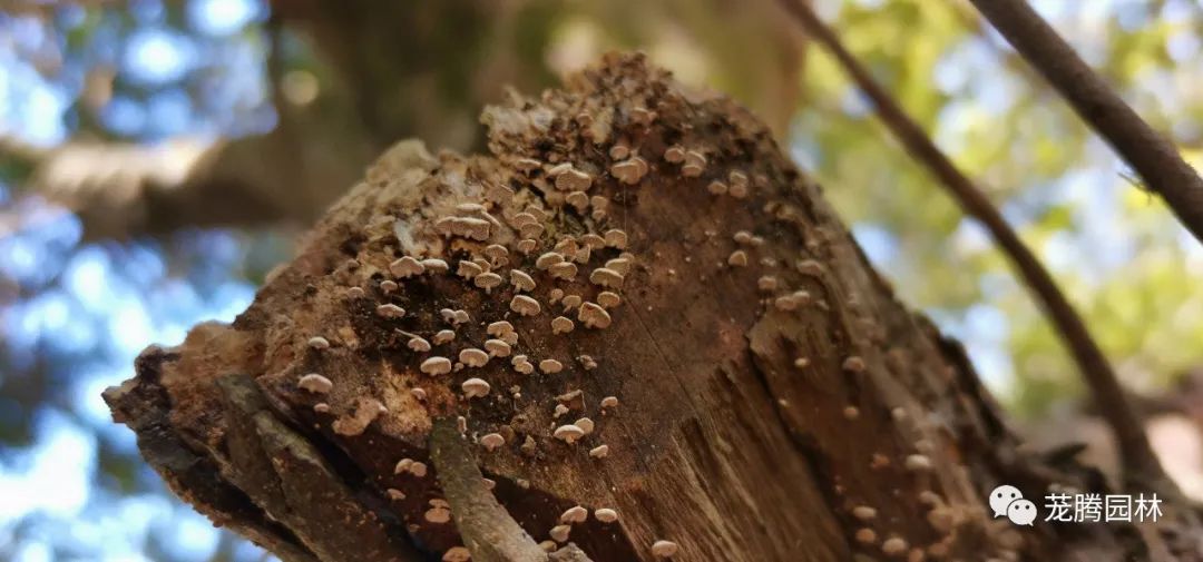 行走的茏腾人 | 象头山自然之美-87