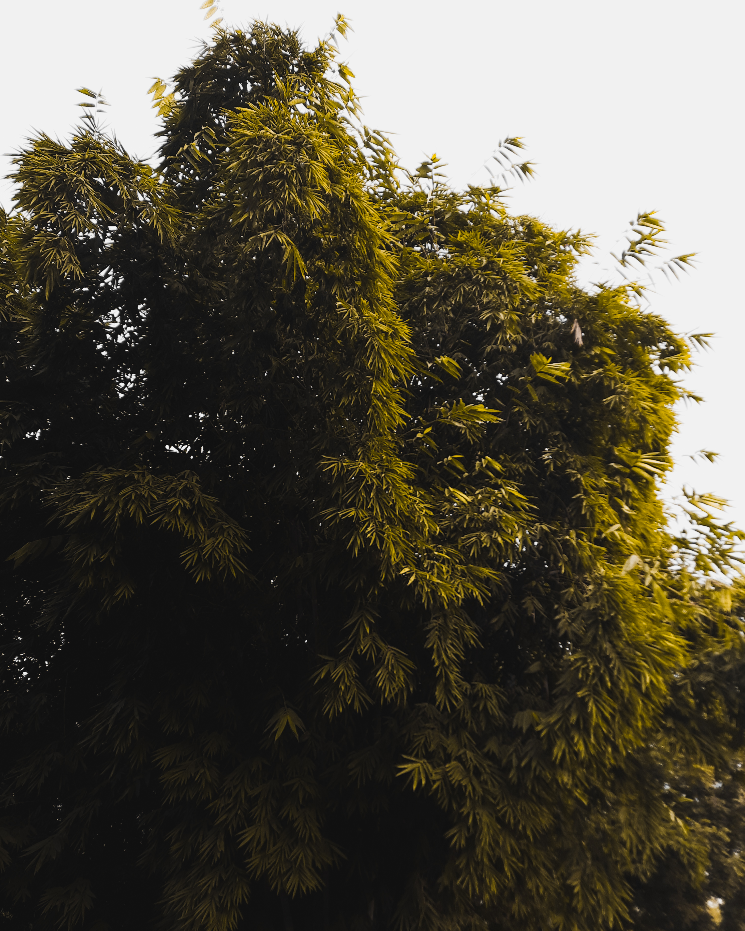 photos captured in a nursery-2