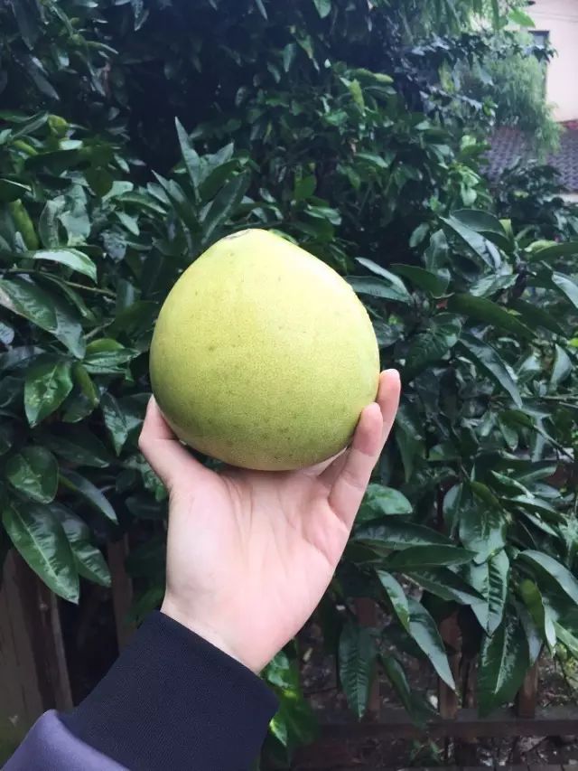 把一个破烂小院，爆改成中国风的入云屋，凉亭、枫树、竹篱笆......-220