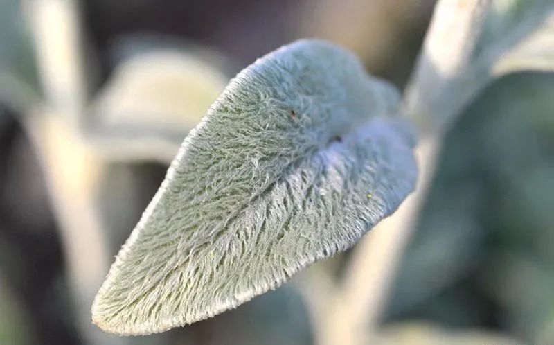 疗愈花园丨英国丨Alan Williams 和 Jo Whiley-60