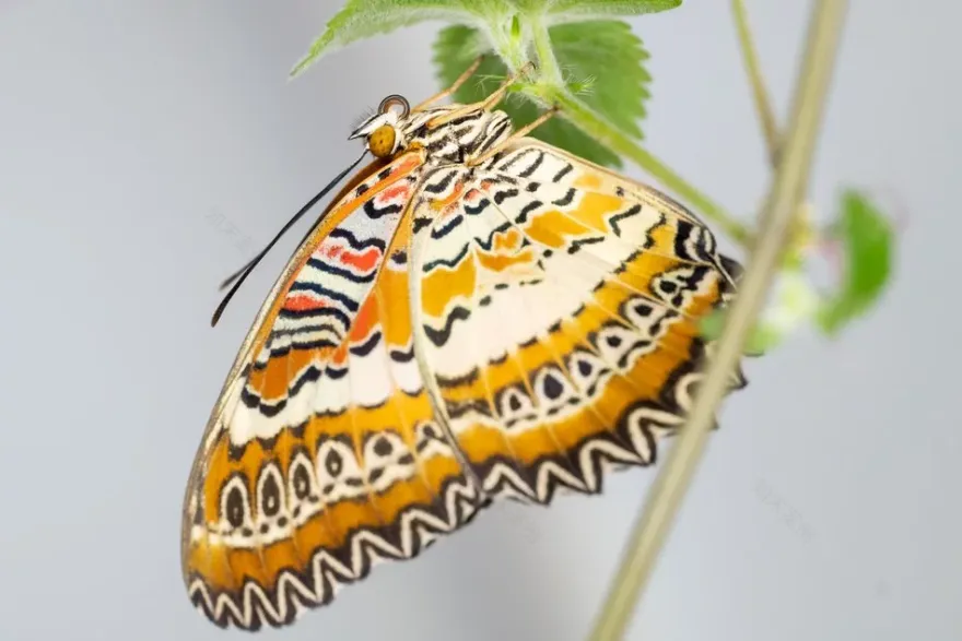 罗兹东方馆蝴蝶屋丨波兰罗兹-28