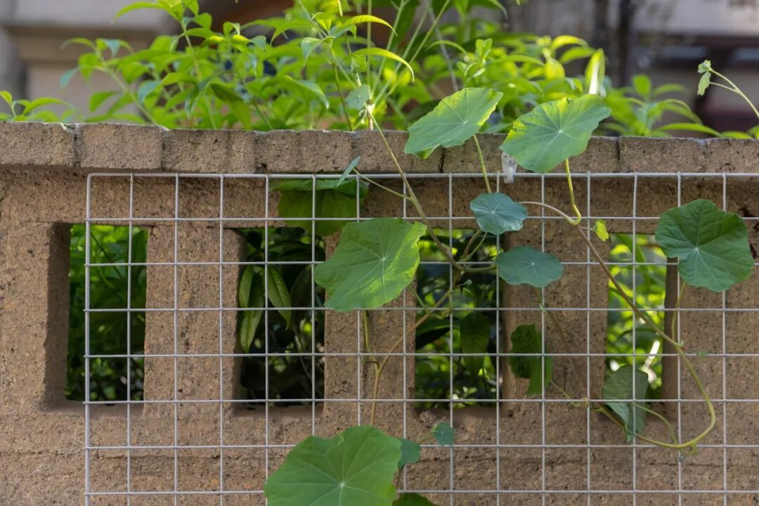 DOMO新作｜墙上没有画，只有光的家-0