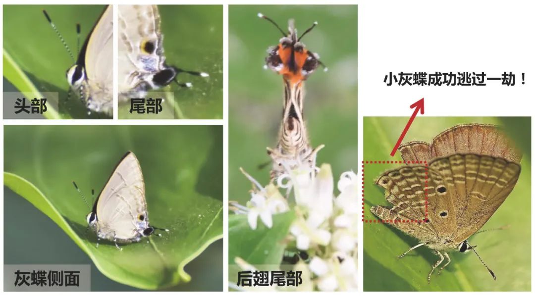 与自然和谐共生的茏腾生态馆-27