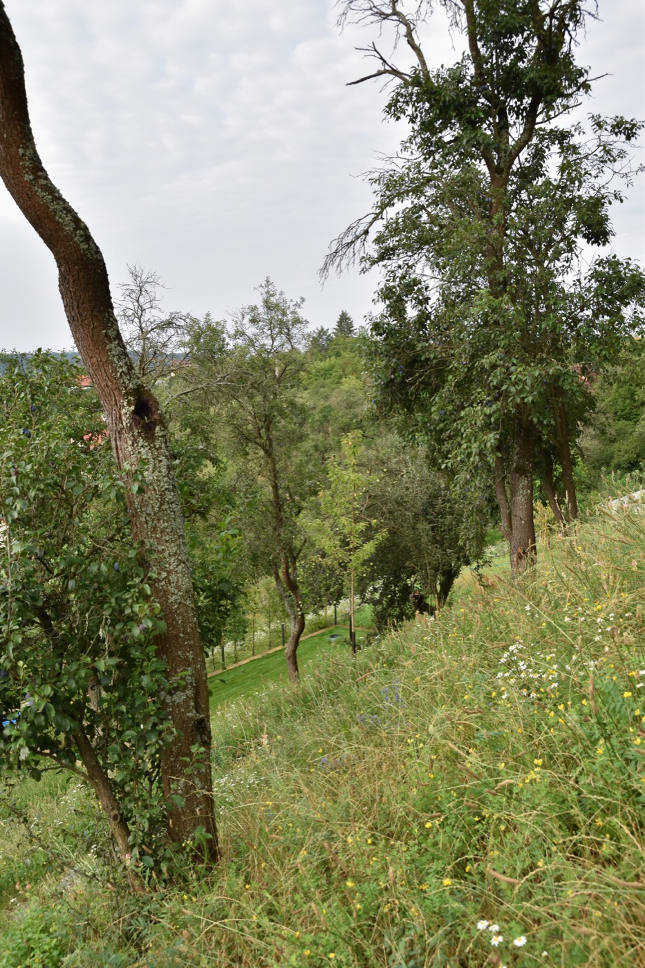 绿色和谐的坡地住宅花园设计丨捷克丨Tomáš Beránek-25