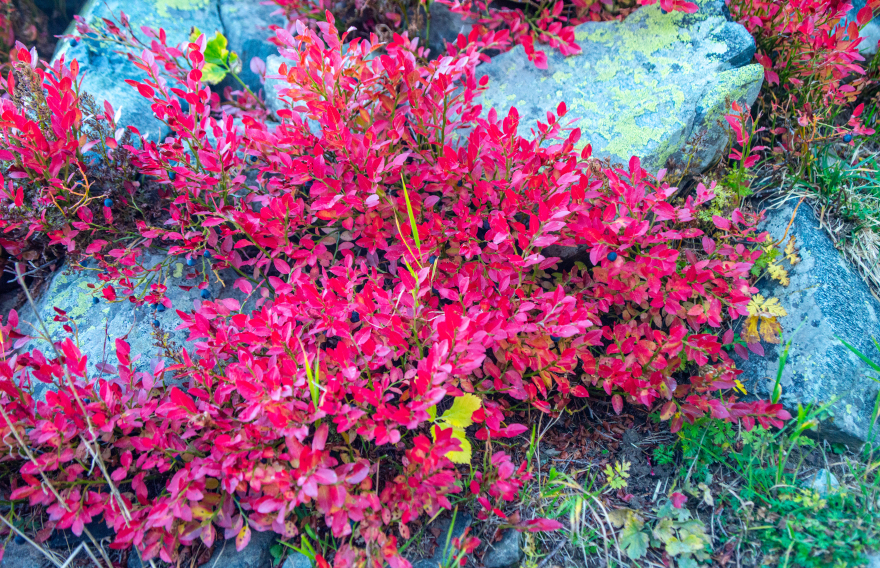 徒步至Lac de Brouffier丨法国-4