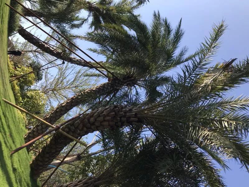 自然的魅力与艺术 | 广州龙湖 · 双珑原著-51