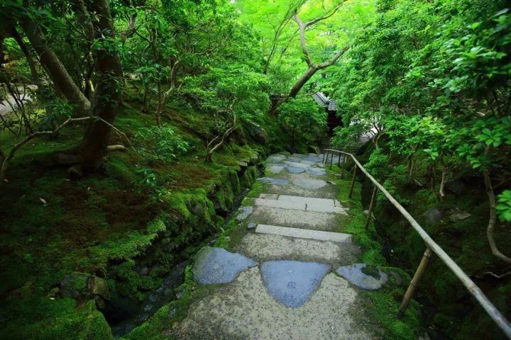 庭院满青苔，极美！-64